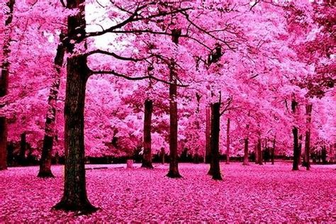 Pink Forest Infrared Photography Pinterest