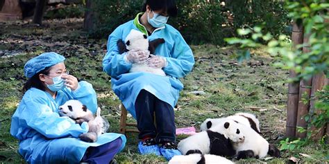 You Can Get Paid 32000 To Cuddle With Baby Pandas All Day Indie88