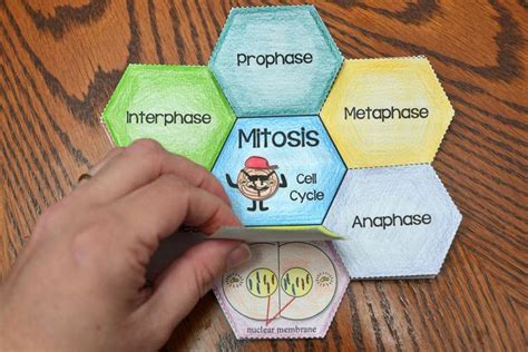 Mitosis Foldable Mitosis Foldable Mitosis Science Cells