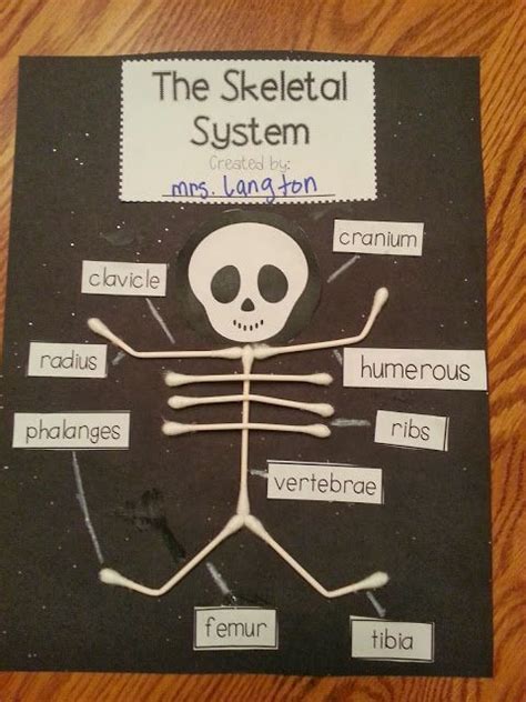 skeletal system poster project google search human body science