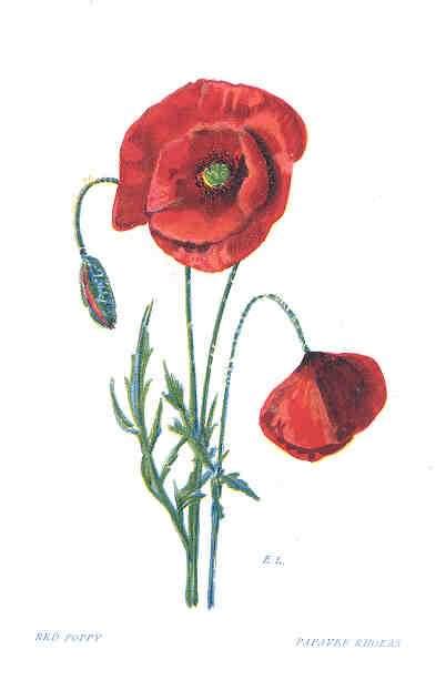Poppy Tattoo Images And Designs