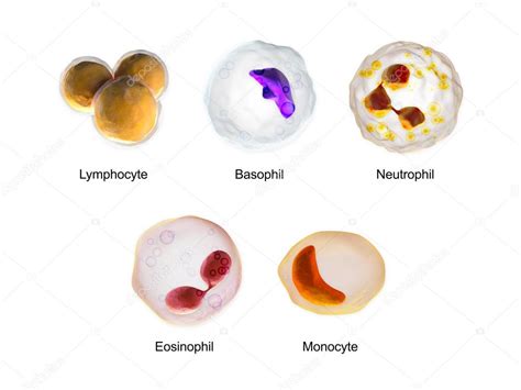 Monocytes And Lymphocytes