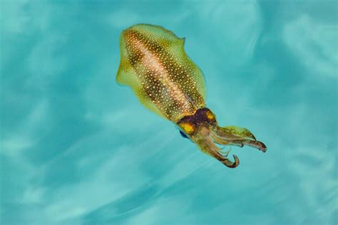 Many People Think Theyre A Myth But Flying Squid Are Real