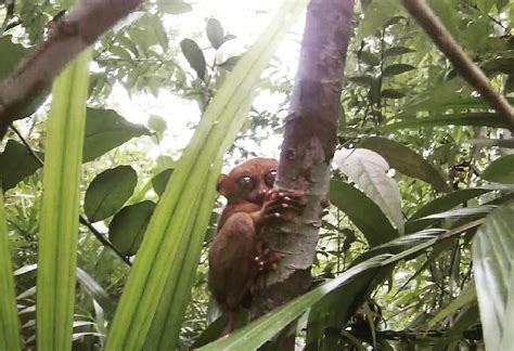 This Wonderful Creature Is A Tarsier They Are The Worlds Smallest