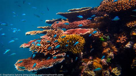 Great Barrier Reef Rummahan