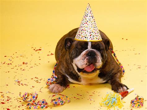 Free Download Happy Birthday Celebration Funny Wallpapers Hd