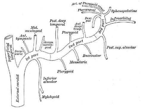 Pterygoid Branches Of Maxillary Artery Alchetron The Free Social