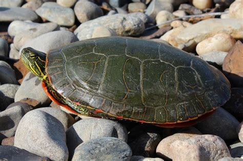 Painted Turtle Reptiles Google Search Turtle Painting Turtle