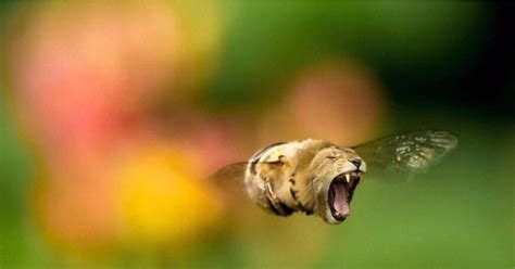 What Is The Bee Lion Meme Popsugar News