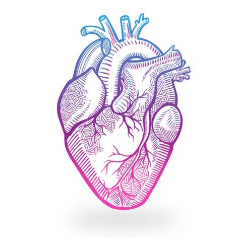 Drawing Human Heart Png Coração Humano Em Png