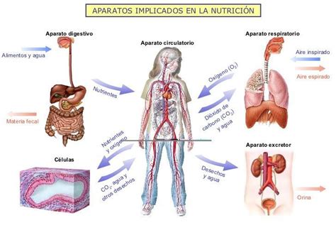 Relacion Entre Los Sistemas Digestivo Circulatorio Respiratorio Y
