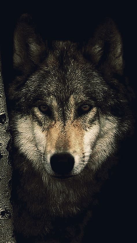 #7.3349, cod, black ops cold war, wolf, naga, 4k. Black Wolf Wallpaper (64+ images)