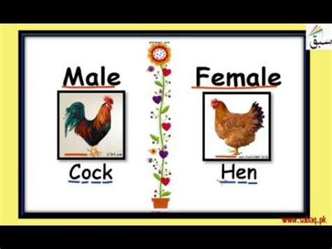 Animals Male Female - YouTube
