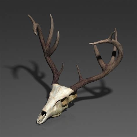 17 Inspired For Deer Skull 3d Model Free Haddon Mockup
