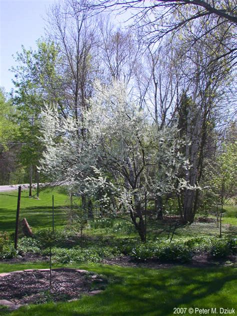 Prunus Nigra Canada Plum Minnesota Wildflowers