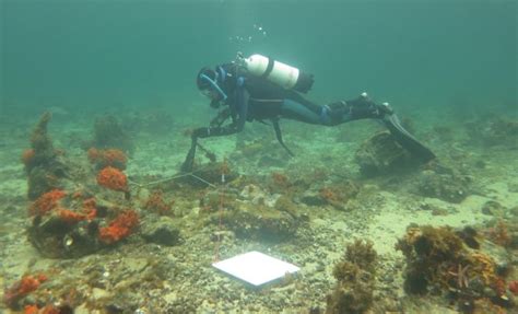 Sea Urchins Taking Over Port Phillip Bay Vr Fish