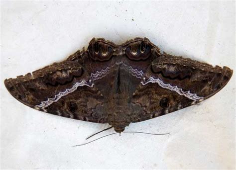 Black Witch Moth In The Sonoran Desert