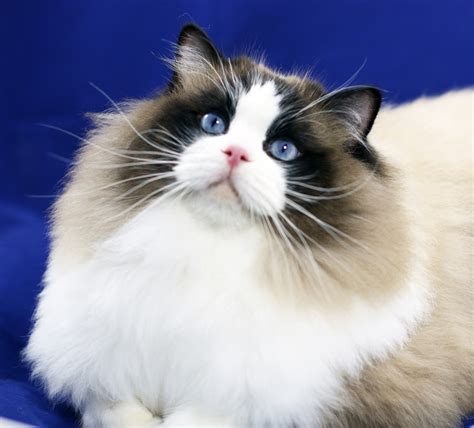 Ravera Ragdolls Ragdoll Cat Breeder Wollongong Nsw