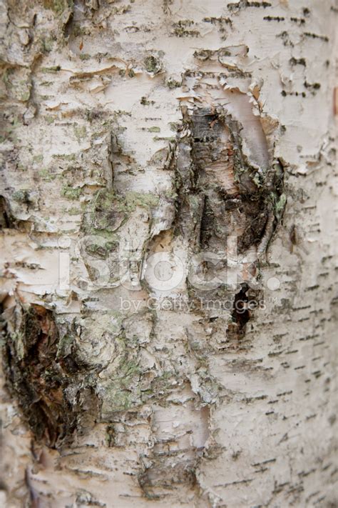 Birch Tree Bark Close Up Background Texture Stock Photos
