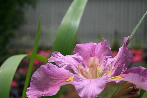 Pink Iris From P Allen Smiths Original Garden Home Will Smith