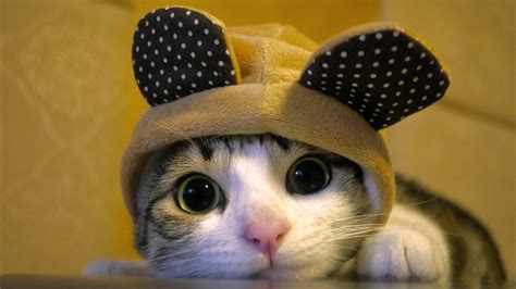 18 Cute Cat Pictures And Cat Wallpapers Because Cats Are