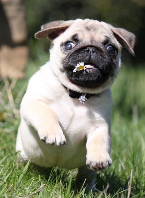 1233 Best ♥ Cute Pug Puppies ♥ Images On Pinterest Baby Pugs Pug
