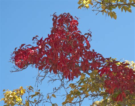 Free Images Nature Branch Sky Sunlight Leaf Fall Flower Red