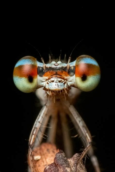 Images Gratuites La Nature La Photographie Mouche Faune Insecte