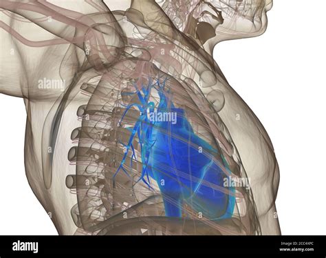 Human Heart Inside Body Anatomy 3d Illustration Stock Photo Alamy