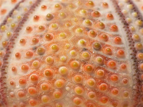 Orange Skeleton Of The Sea Urchin Stock Image Image Of Closeup