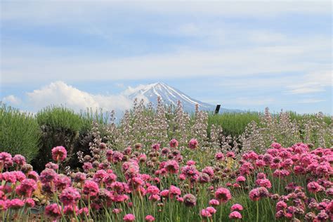 Free Images Nature Grass Blossom Mountain Sky Field