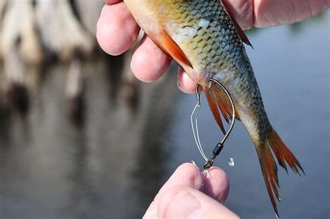 Best Ways To Hook A Live Shiner In Every Situation Florida Sportsman