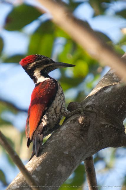 Crimson Backed Flameback Woodpecker 20100131 Img6496 Flickr