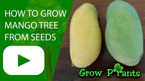 How To Grow Mango Tree From Seeds Youtube