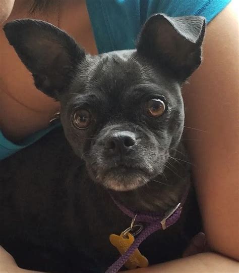 Is everyone in the home aware that you are planning to adopt a dog?* will this dog be living Chug dog for Adoption in Salt Lake City, UT. ADN-533823 on ...
