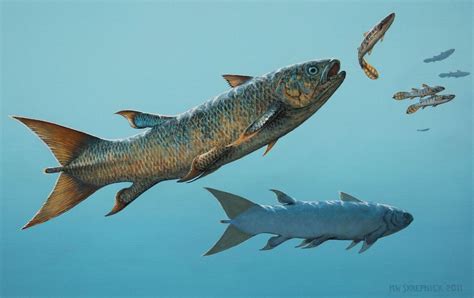 Ancestor Of Living Fossil Fish Described
