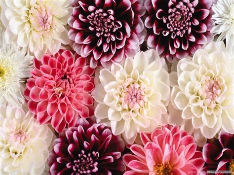 Floral Wallpapers Tumblr Quotes For Iphonr Pattern Vintage ...