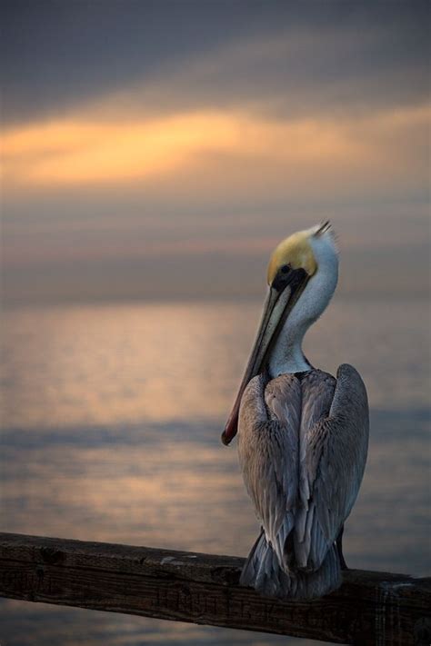 Pelican Sunset The Beauty Of Birds Pinterest