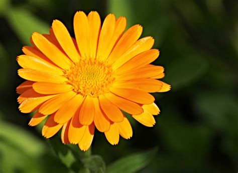 Flores Para El Otoño 5 Plantas Con Flores Para Tu Balcón De Otoño