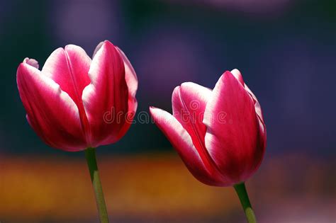 Pink And White Tulips Stock Image Image Of White Flower 2565569