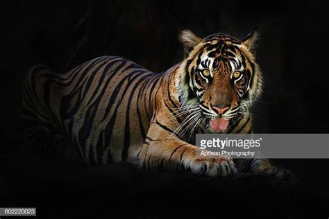 The Sumatran Tiger Is A Rare Tiger Subspecies That Inhabits The