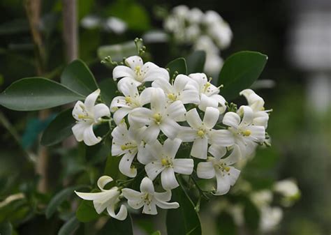 How To Grow Night Blooming Jasmine Plant Instructions