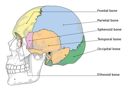 Back Of Skull Anatomy Labeled Skull Of A Newborn Medlineplus Medical