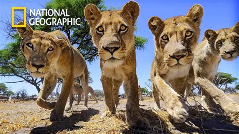 Inferno In The Kalahari Desert Lion Pride Documentary National Geographic Documentary 2023
