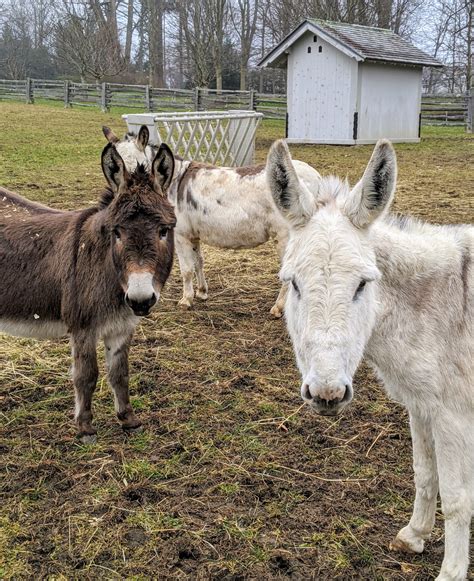 My Donkeys At The Farm The Martha Stewart Blog