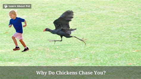 Why Do Chickens Chase You 3 Important Reasons For Chasing