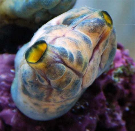 Something Fishy :: Aquarium Livestock :: Inverts & Clams ...