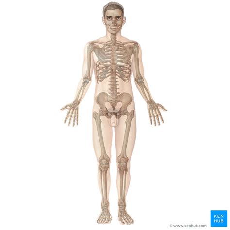 Anatomy Kenhub Anatomical Charts Posters My Xxx Hot Girl