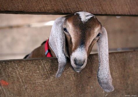 peek a boo a friendly goat sticking its head through the … flickr