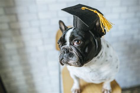 There are some great guides in our puppy care section to help you with all aspects of puppy care and training. A Guide To French Bulldog Potty Training - Tips and Timing